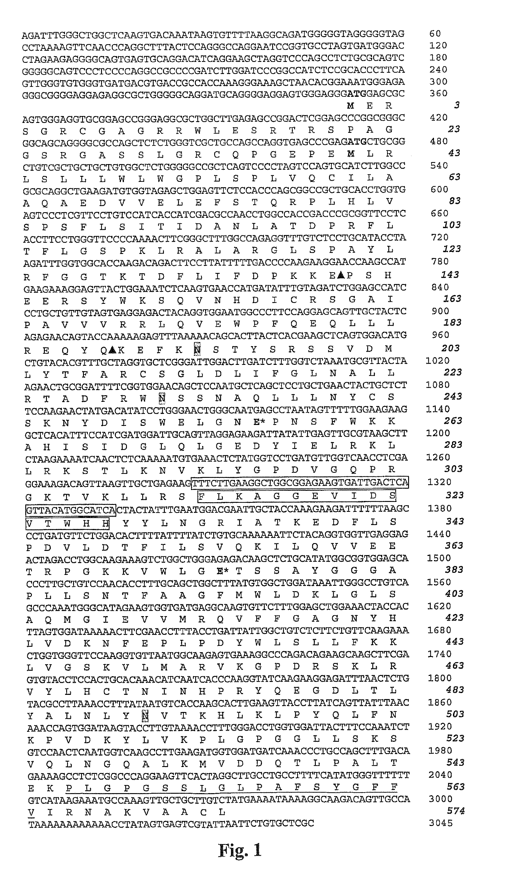 Heparanases and splice variants thereof, polynucleotides encoding them and uses thereof