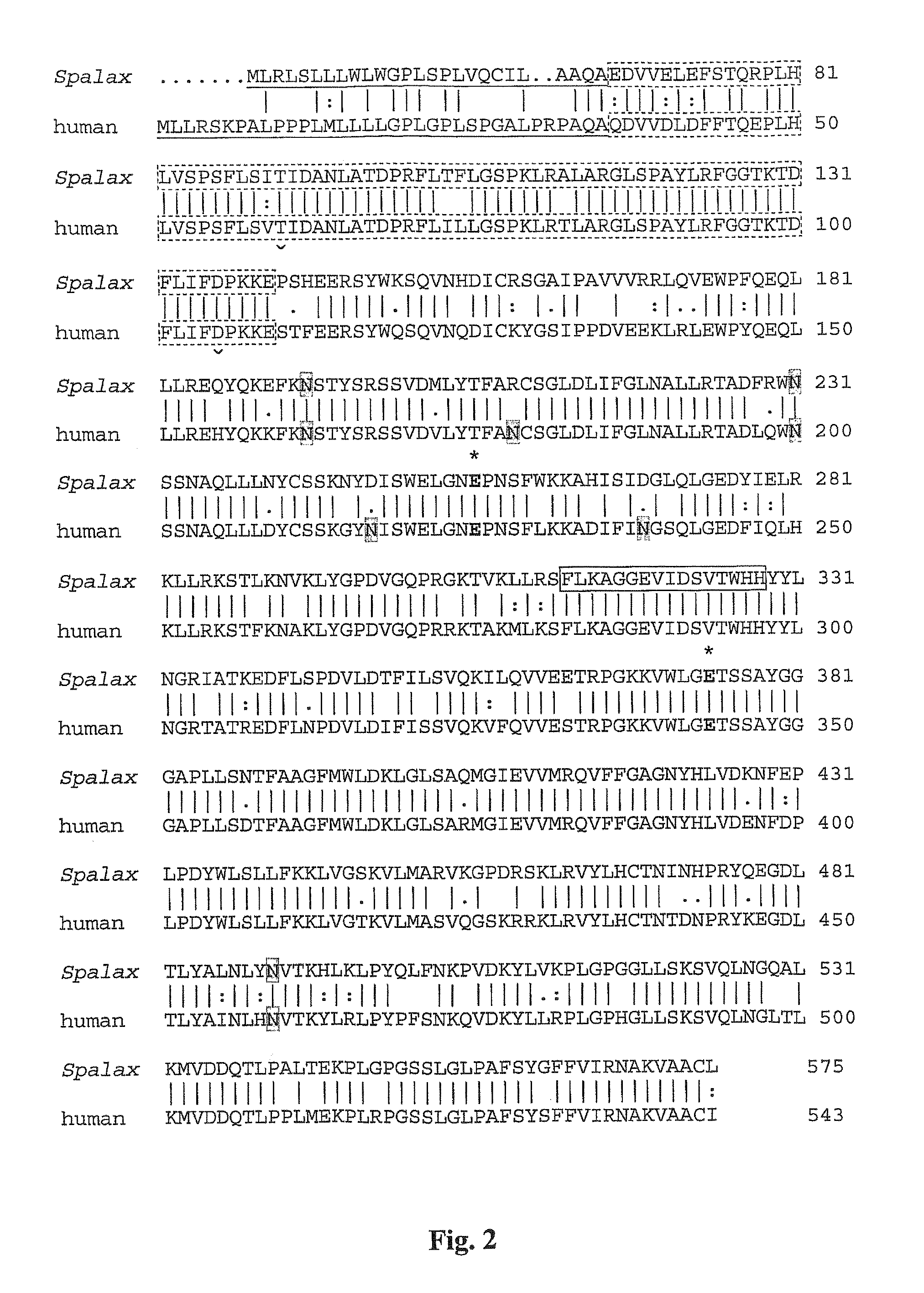 Heparanases and splice variants thereof, polynucleotides encoding them and uses thereof