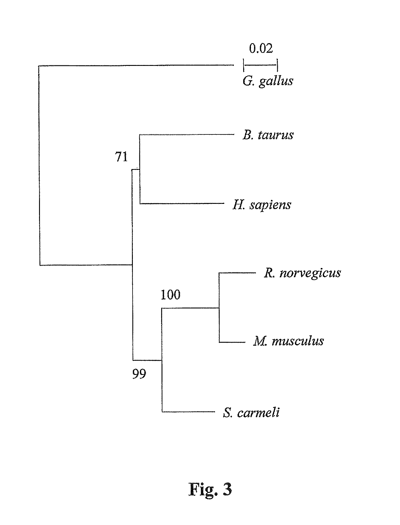 Heparanases and splice variants thereof, polynucleotides encoding them and uses thereof