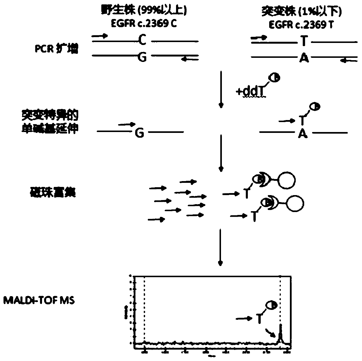 Human EGFR gene mutation site T790M detection reagent and detection method