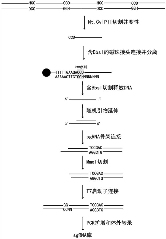 Preparation method of random sgRNA library of enzymic method target sequence
