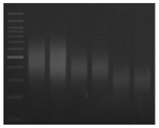 Preparation method of random sgRNA library of enzymic method target sequence