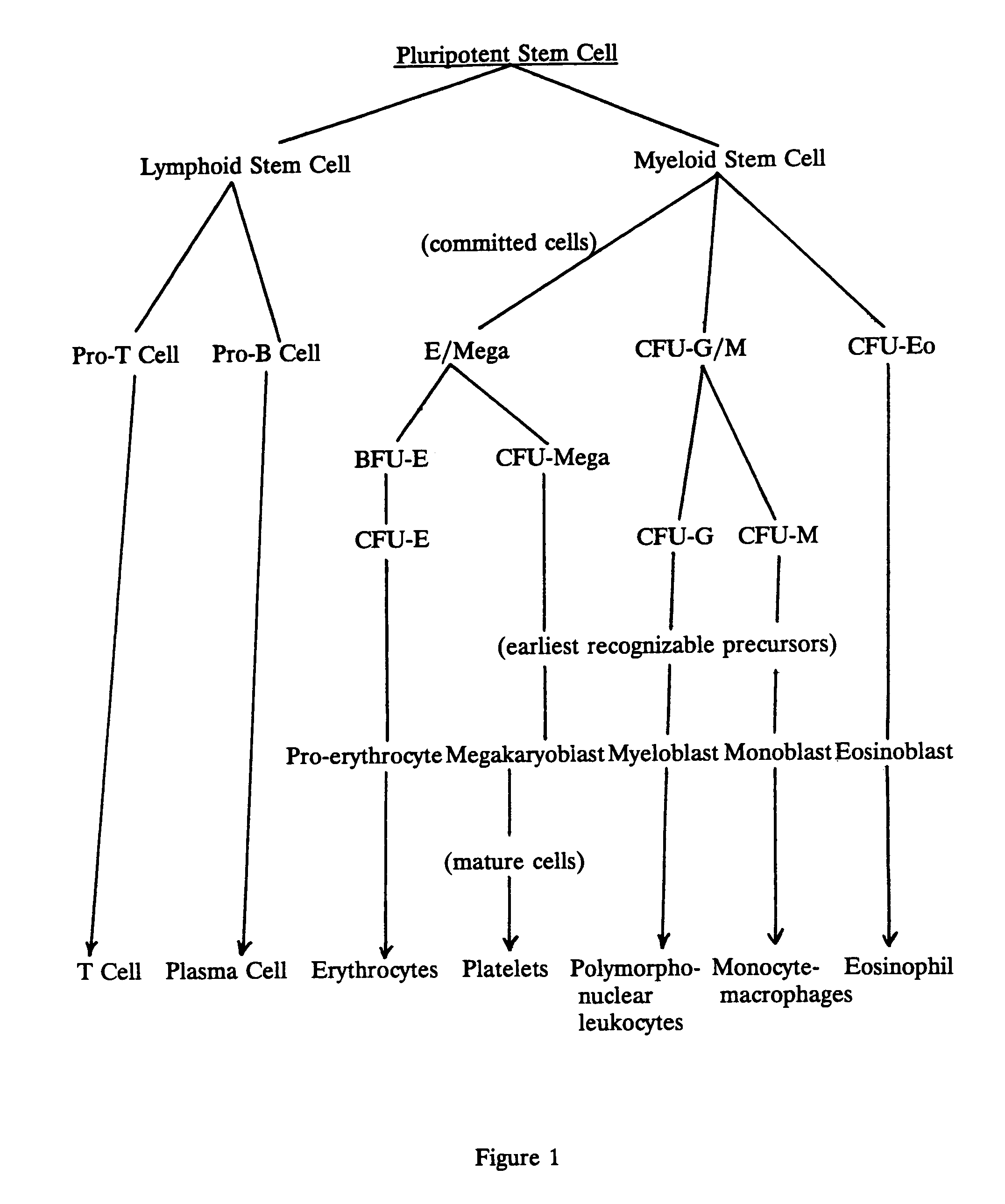 Compositions for the treatment of blood disorders