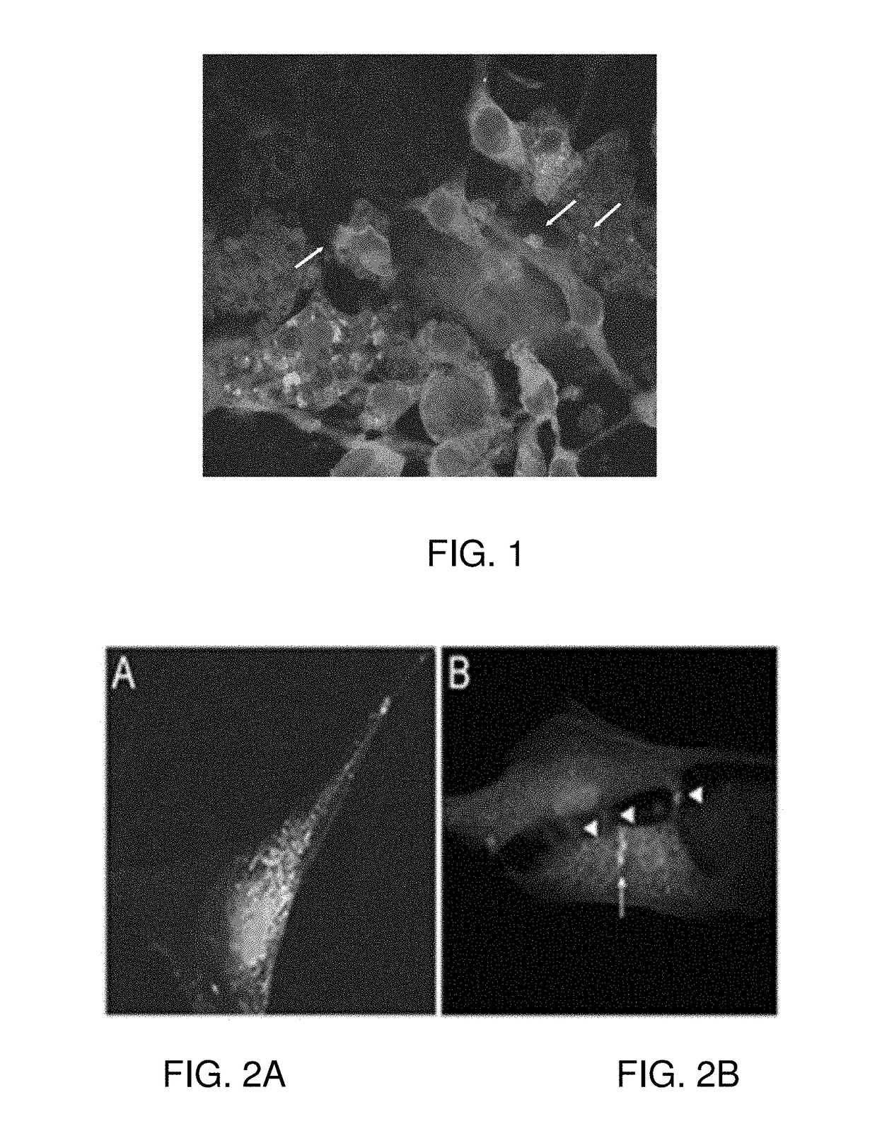 Primed muscle progenitor cells and uses thereof