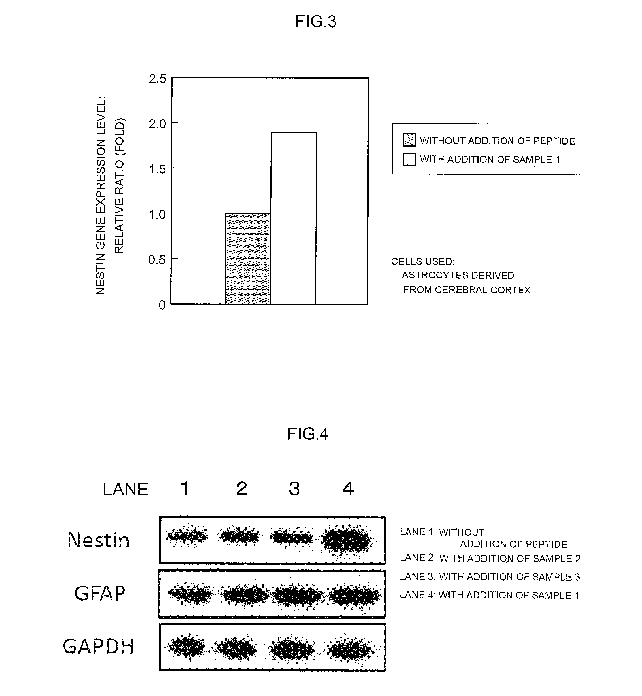 Nestin-inducing synthetic peptide and use thereof