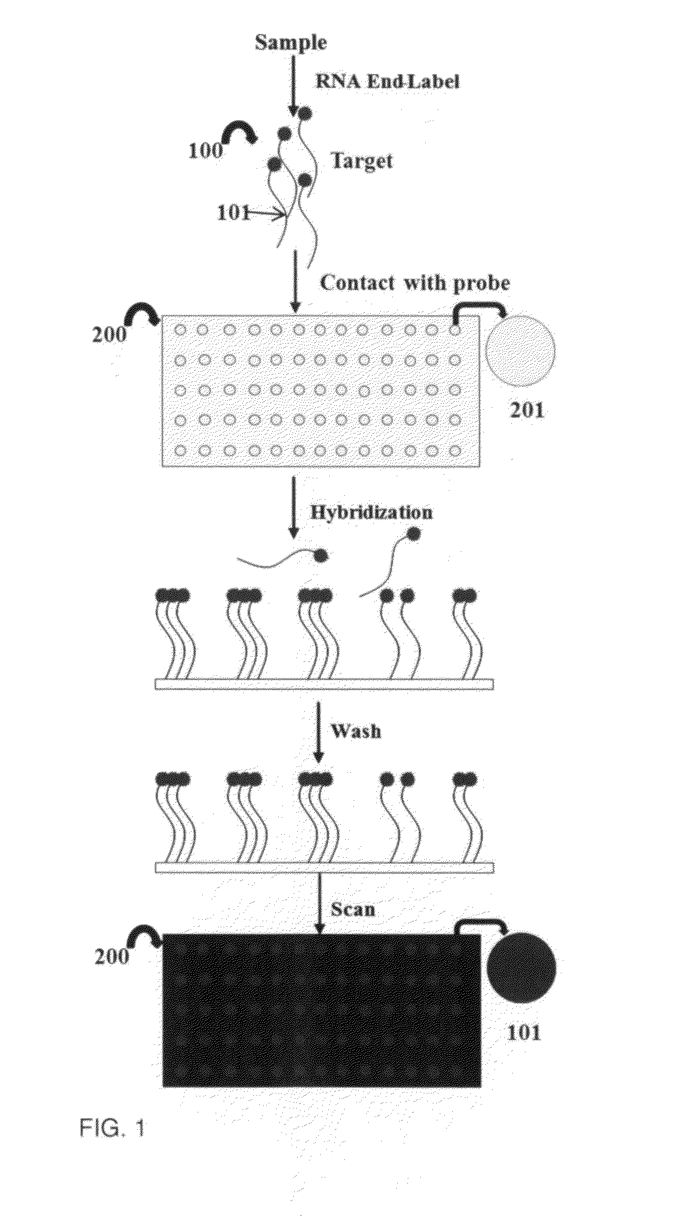 Methods and systems for using built-in standard curve to measure molecular numbers of biological components