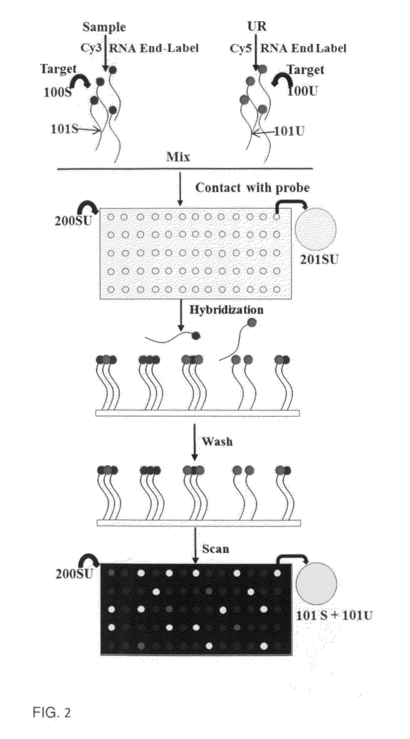 Methods and systems for using built-in standard curve to measure molecular numbers of biological components