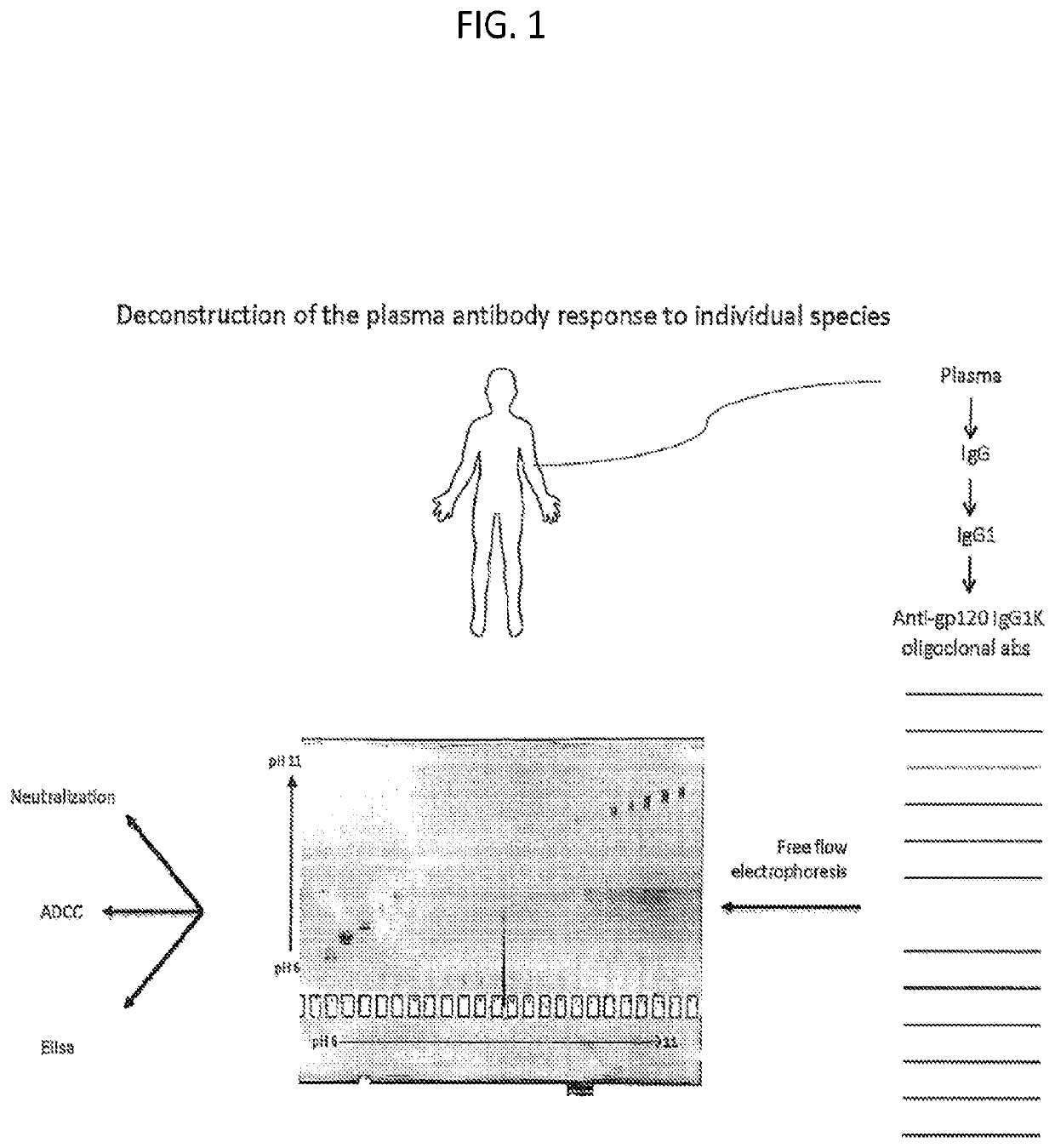 Methods of making active antibodies from biological fluids