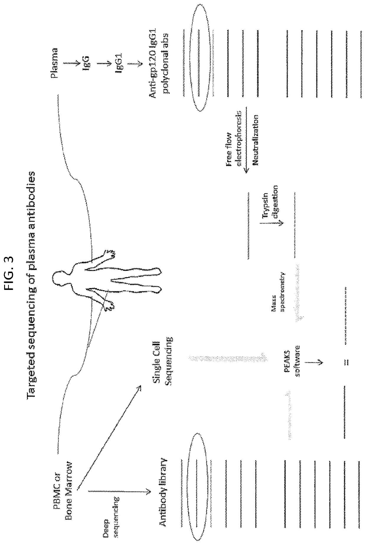 Methods of making active antibodies from biological fluids