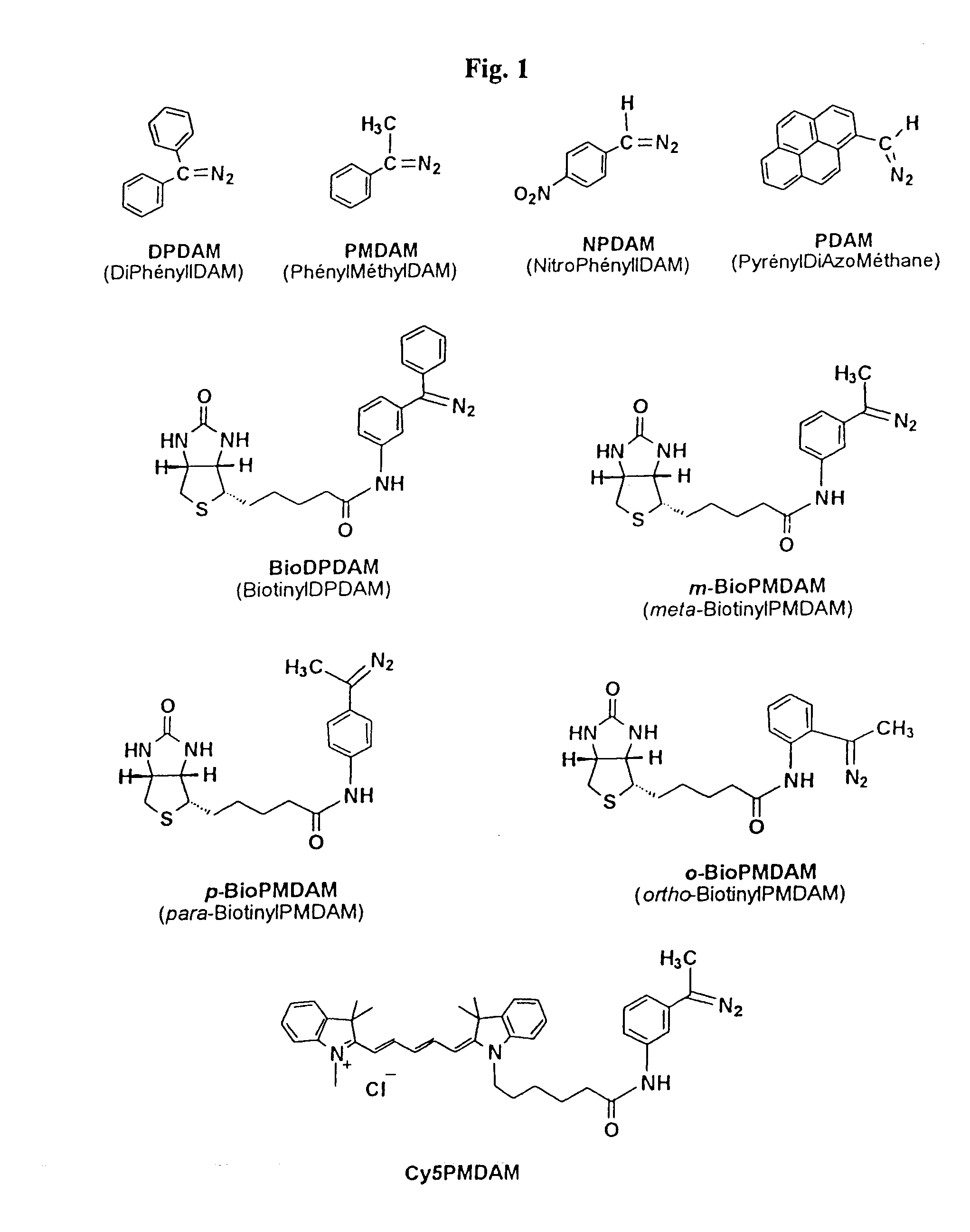 Labeling reagents, methods for synthesizing such reagents and methods for detecting biological molecules