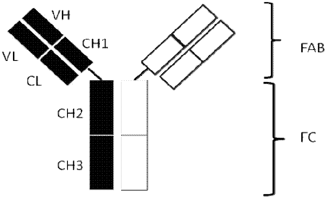 Heterodimeric FC (fragment crystallizable) modification method based on charge network and preparation method of heterodimeric proteins