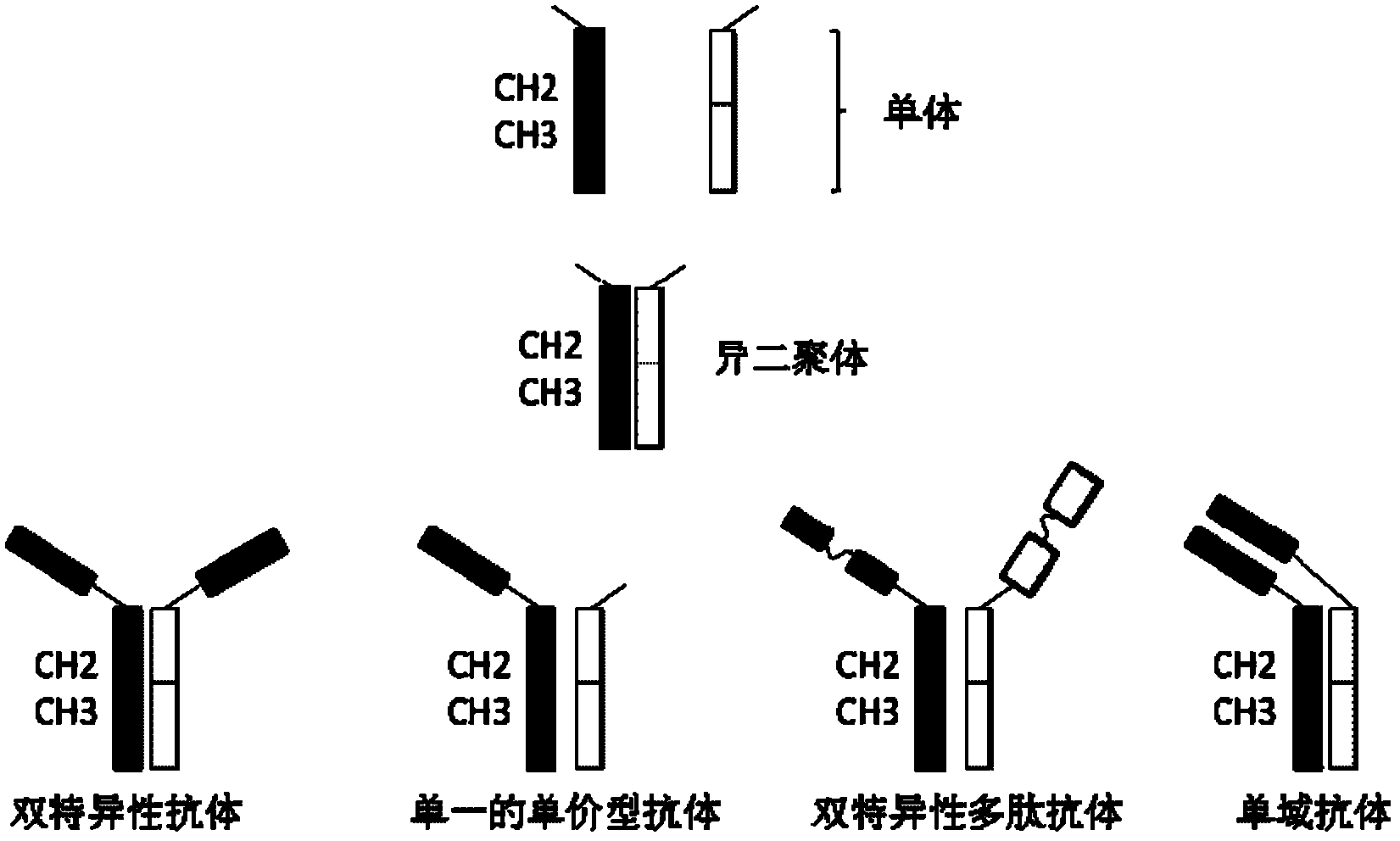 Heterodimeric FC (fragment crystallizable) modification method based on charge network and preparation method of heterodimeric proteins