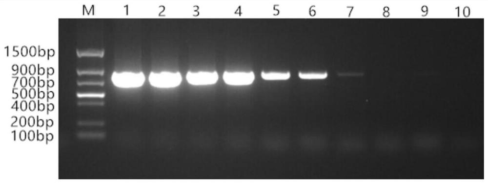 PCR specific primer and detection method for detecting Sanguilla anguilla