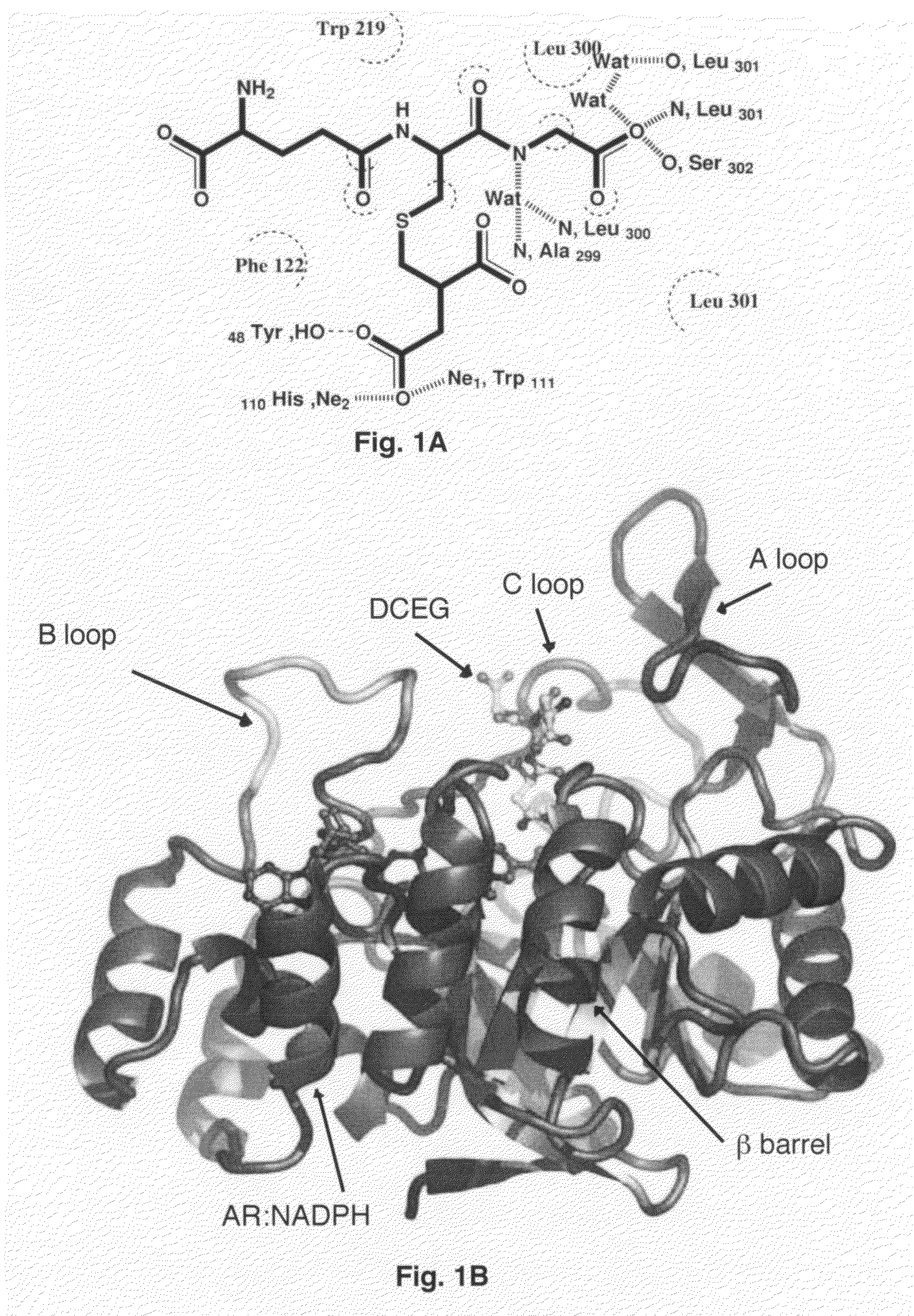 Structural-based inhibitors of the glutathione binding site in aldose reductase, methods of screening therefor and methods of use