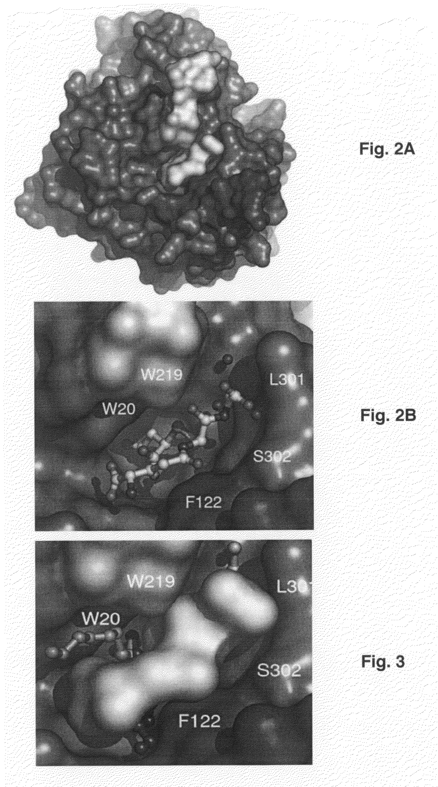 Structural-based inhibitors of the glutathione binding site in aldose reductase, methods of screening therefor and methods of use