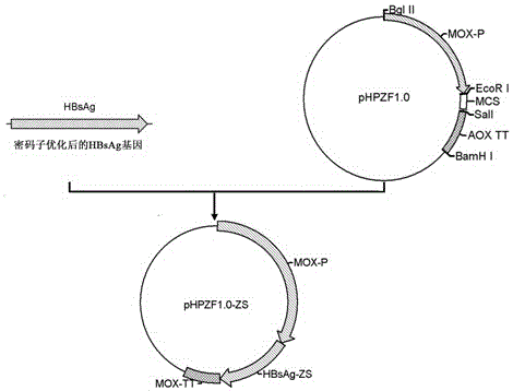 Method for constructing eukaryon Hansenula polymorpha engineering bacteria with recombinant hepatitis B virus genes and method for producing hepatitis B surface antigens