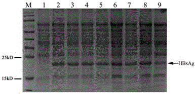 Method for constructing eukaryon Hansenula polymorpha engineering bacteria with recombinant hepatitis B virus genes and method for producing hepatitis B surface antigens