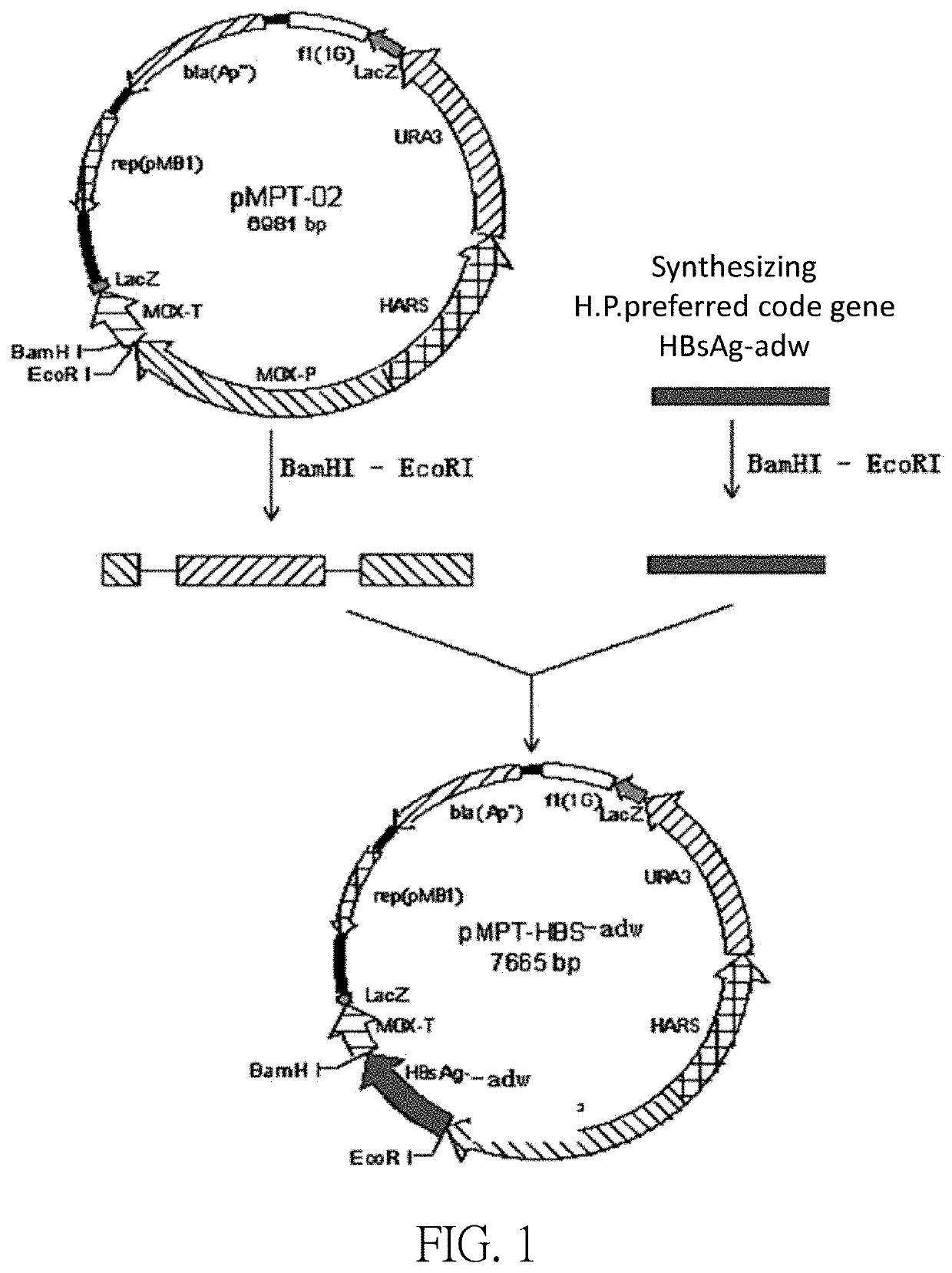 Hepatitis b treatment vaccine base on inactivated whole recombinant hansenula polymorpha cells which expresses hbsag and hbcag