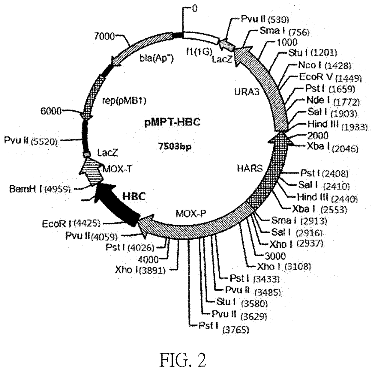 Hepatitis b treatment vaccine base on inactivated whole recombinant hansenula polymorpha cells which expresses hbsag and hbcag