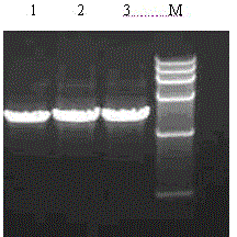 Reagent for PCR-SBT method for HLA genotyping