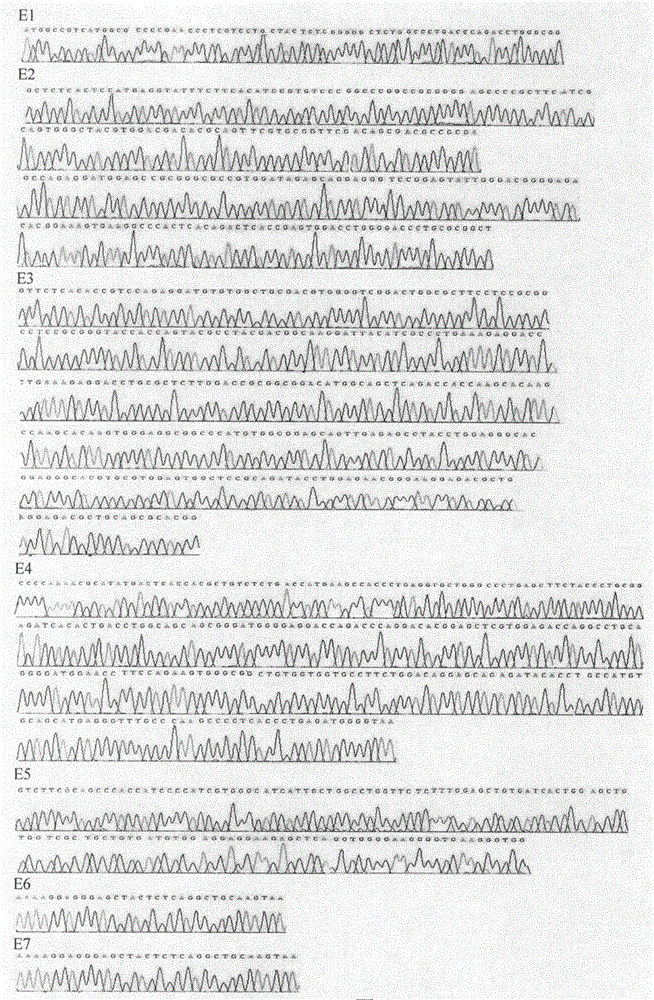 Reagent for PCR-SBT method for HLA genotyping