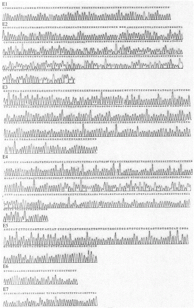 Reagent for PCR-SBT method for HLA genotyping