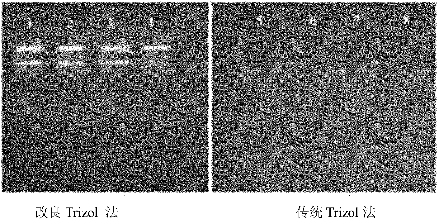 Method for synchronously detecting four viruses of carnation