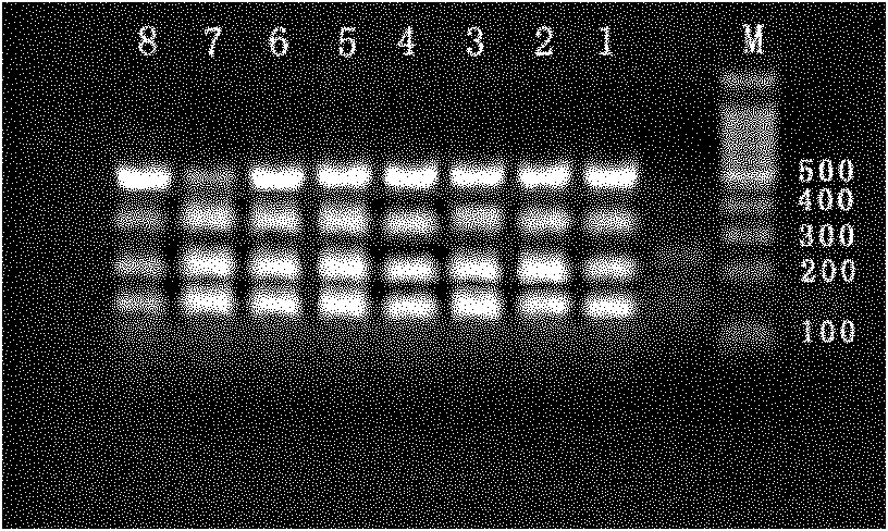 Method for synchronously detecting four viruses of carnation