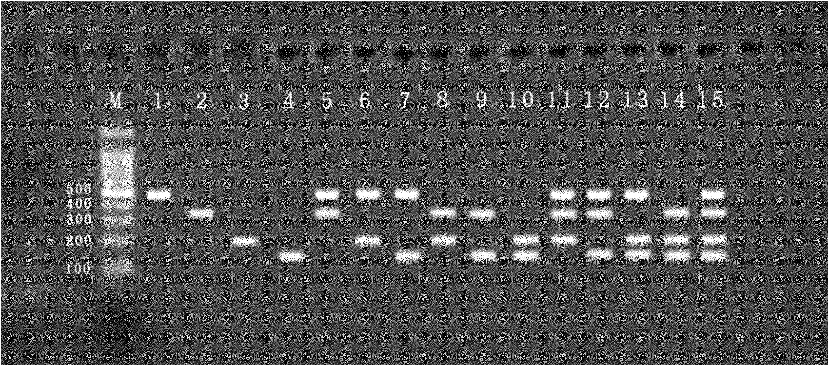 Method for synchronously detecting four viruses of carnation