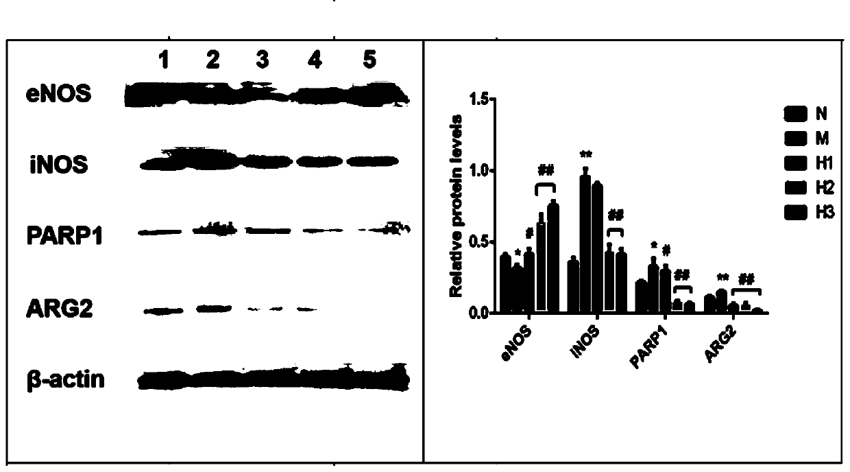 Medical use of hyperin in relieving of human aortic endothelial cell injury