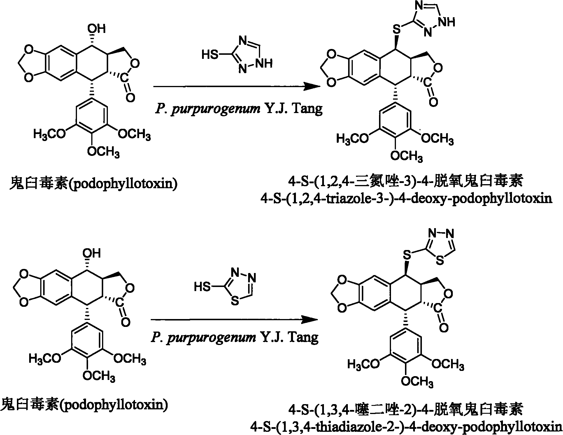 Sulfur-substituted podophyllin derivatives and their biotransformation and separation and purification methods