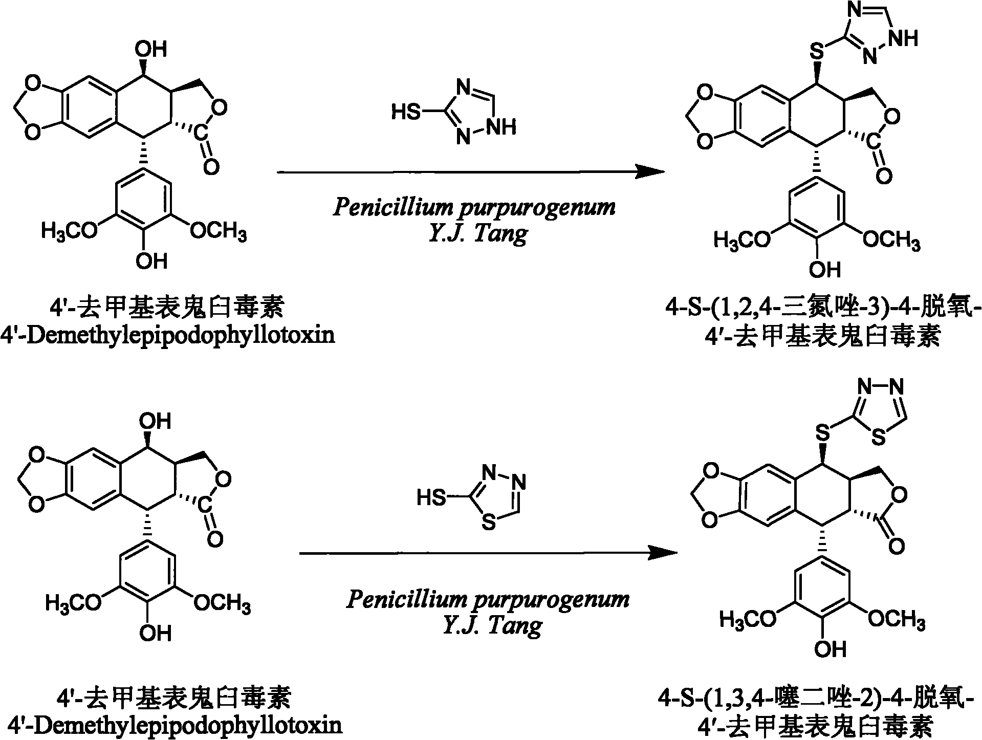Sulfur-substituted podophyllin derivatives and their biotransformation and separation and purification methods