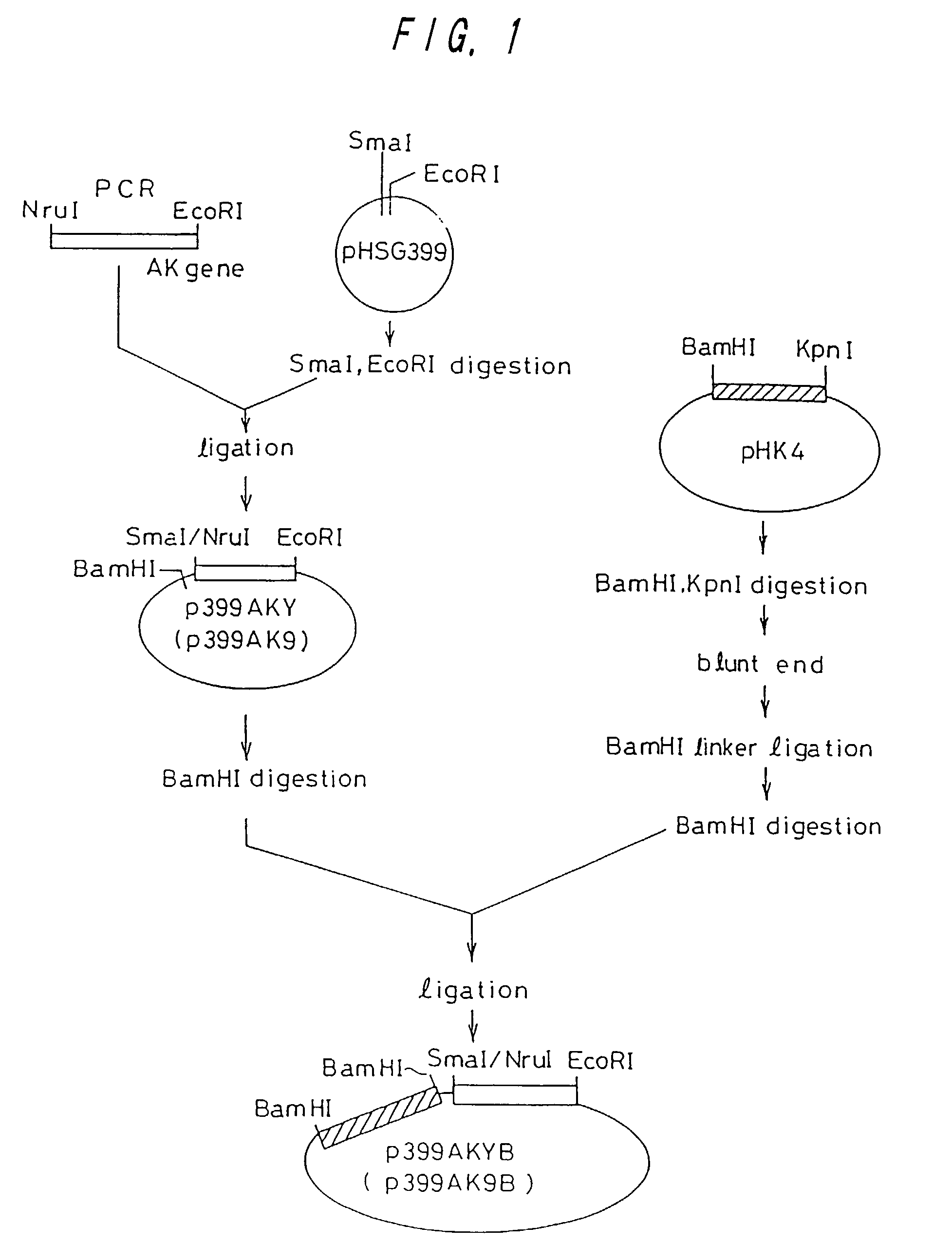 Method of producing L-lysine