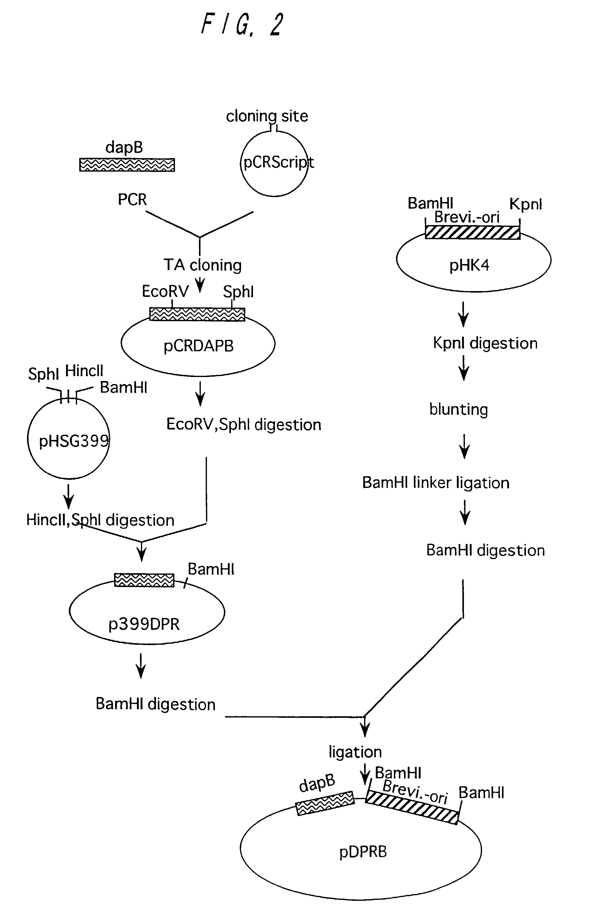 Method of producing L-lysine