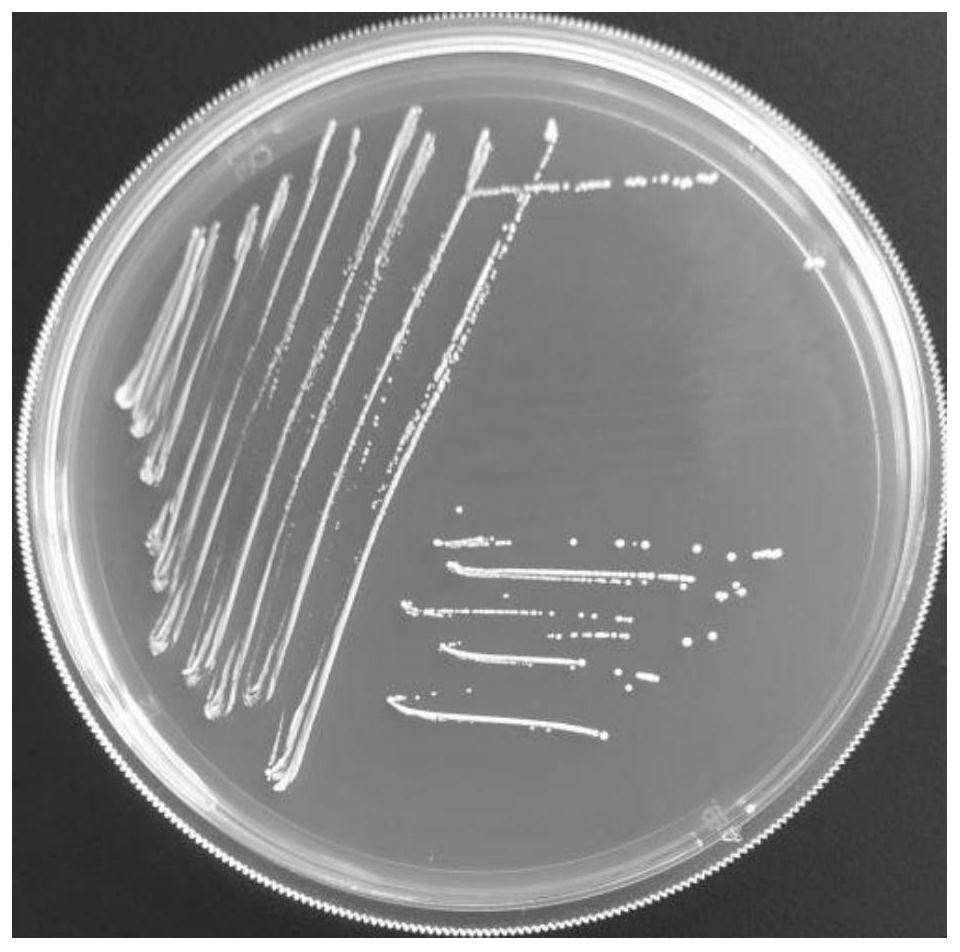 Lactobacillus plantarum SLB01 with inhibiting effect on enterobacter cloacae as well as derivative product and application of lactobacillus plantarum SLB01