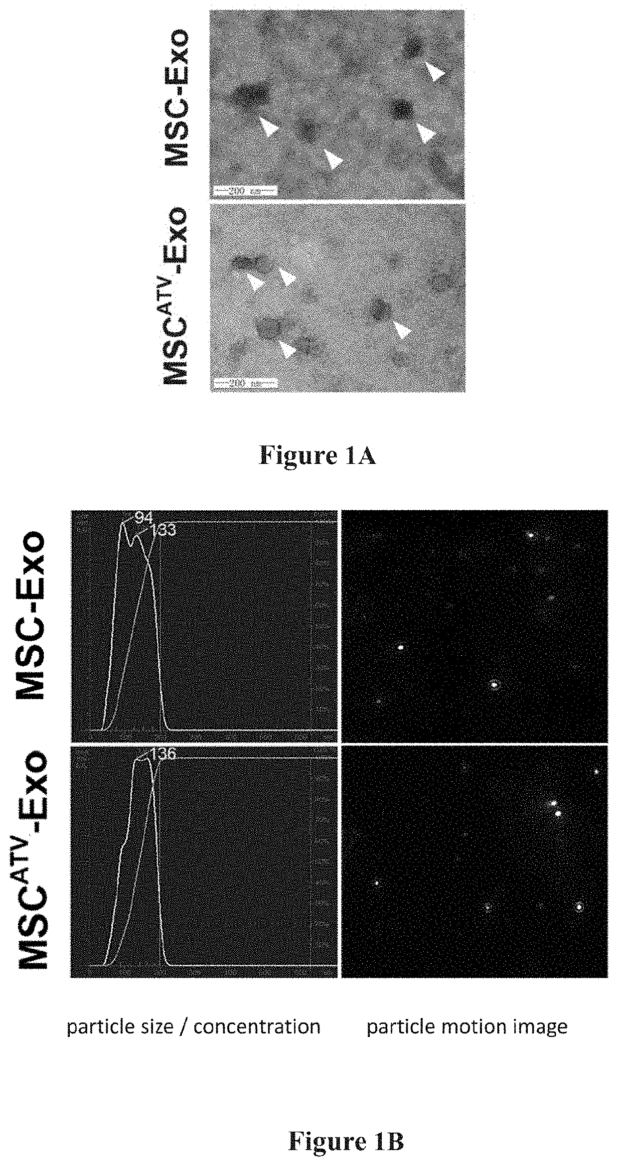 Preparation method of mesenchymal stem cell-derived exosomes based on drug pretreatment