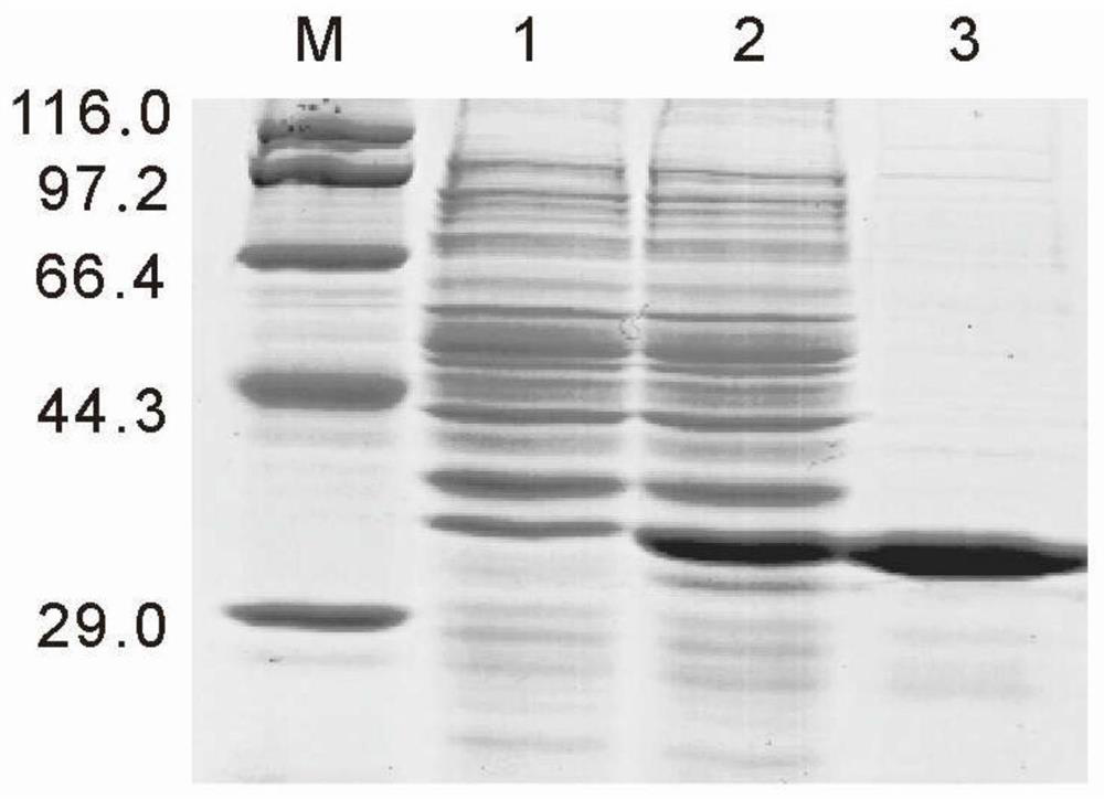 A Hong Kong oyster lysm protein with antibacterial activity and its coding gene and application