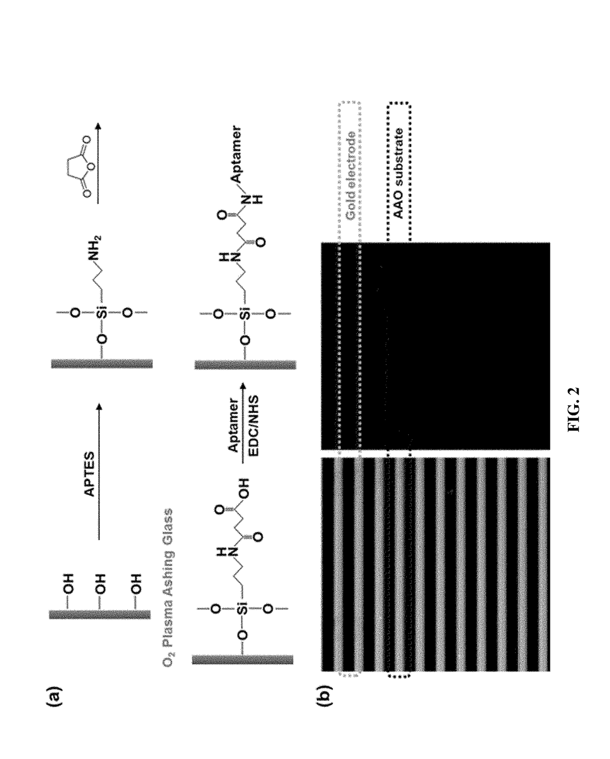 Capacitive biosensor for identifying a microorganism or determining antibiotic susceptibility