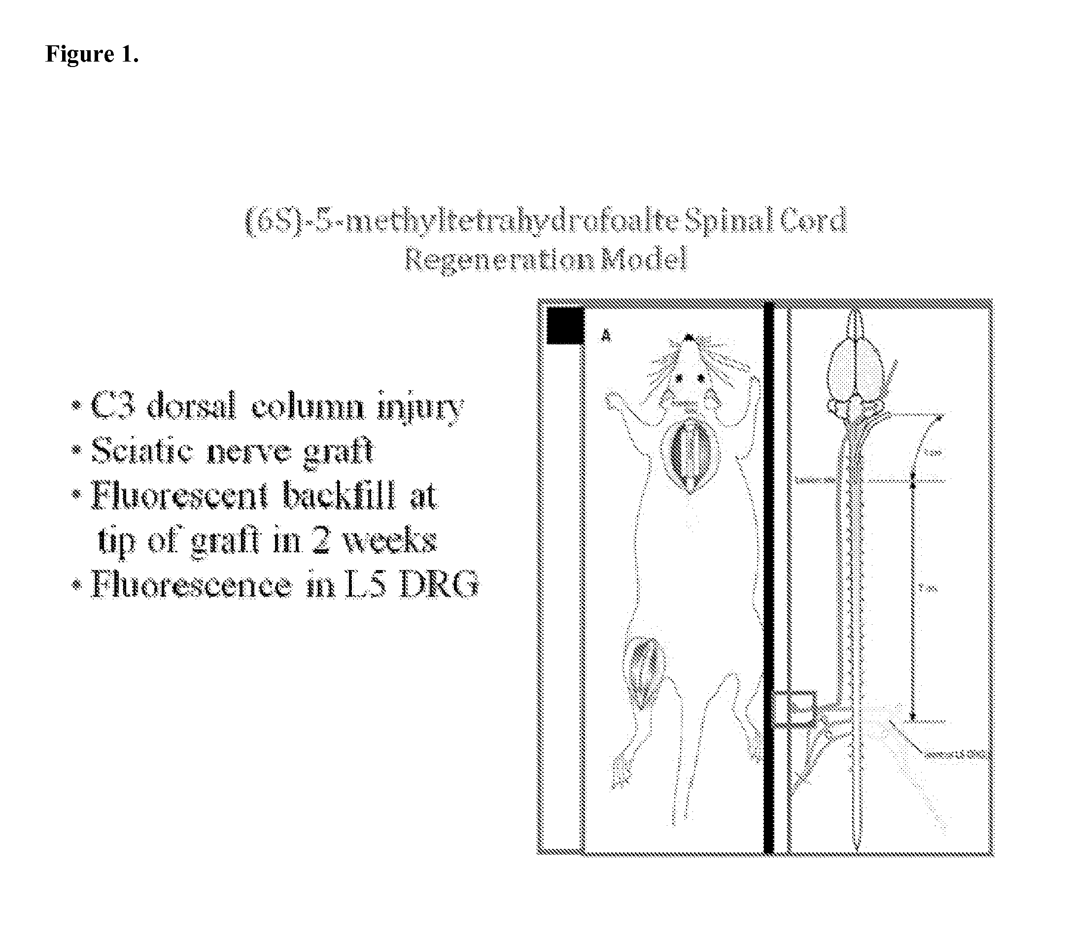 (6S)-5-methyltetrahydrofolic acid for therapy of tissue injury