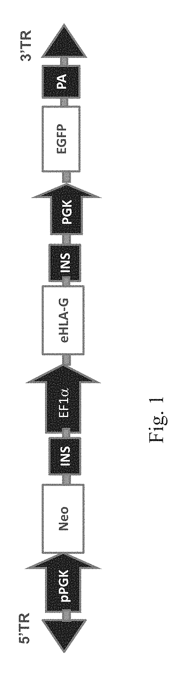 HLA G-modified cells and methods
