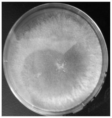 A strain of Streptomyces albicans z9 and its application in the control of sunflower sclerotinia
