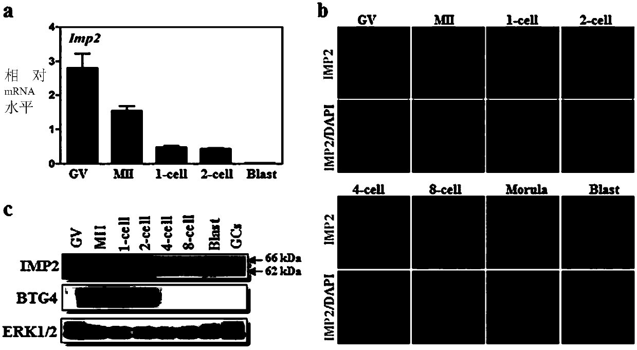 Genes and proteins related to IMP2 pathway in maternal-zygotic transformation and applications thereof