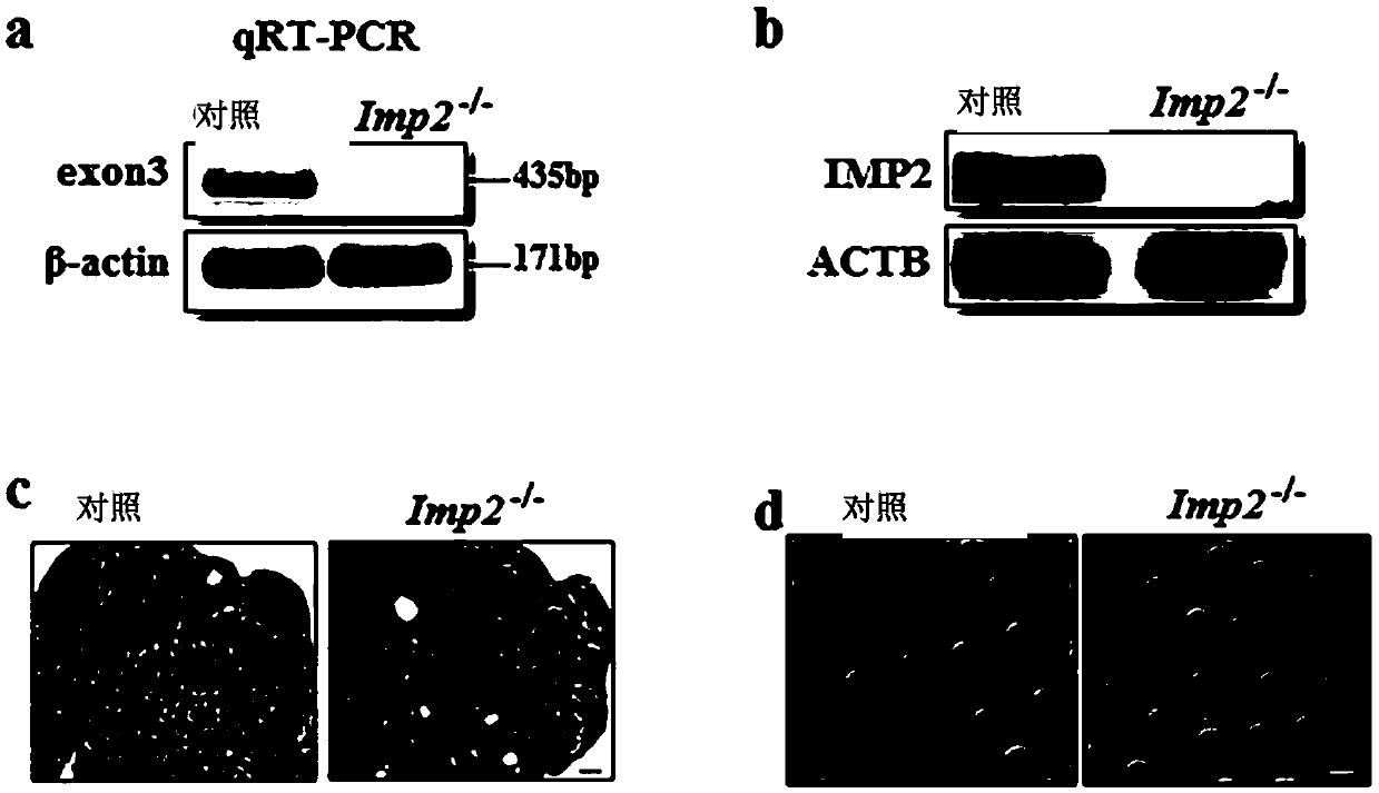 Genes and proteins related to IMP2 pathway in maternal-zygotic transformation and applications thereof