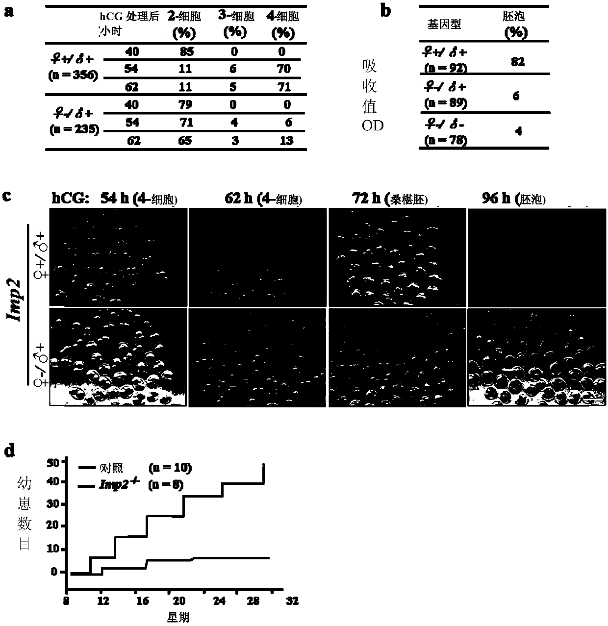 Genes and proteins related to IMP2 pathway in maternal-zygotic transformation and applications thereof