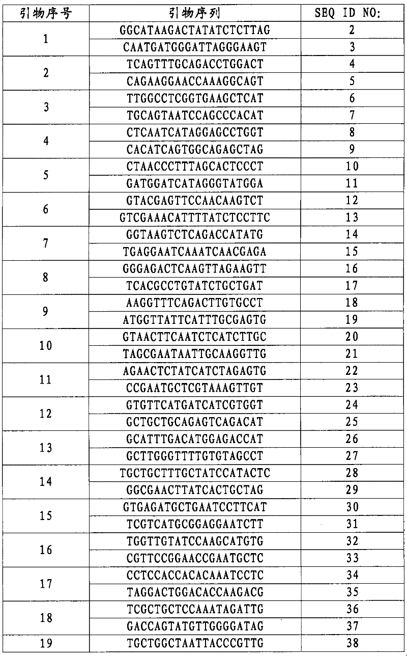 Molecular mark SIsvo188 closely linked with herbicide-resistant gene in foxtail millet