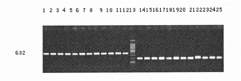 Molecular mark SIsvo188 closely linked with herbicide-resistant gene in foxtail millet