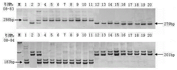Rice variety IR24 black-streaked dwarf virus resistant site and molecular marker method thereof