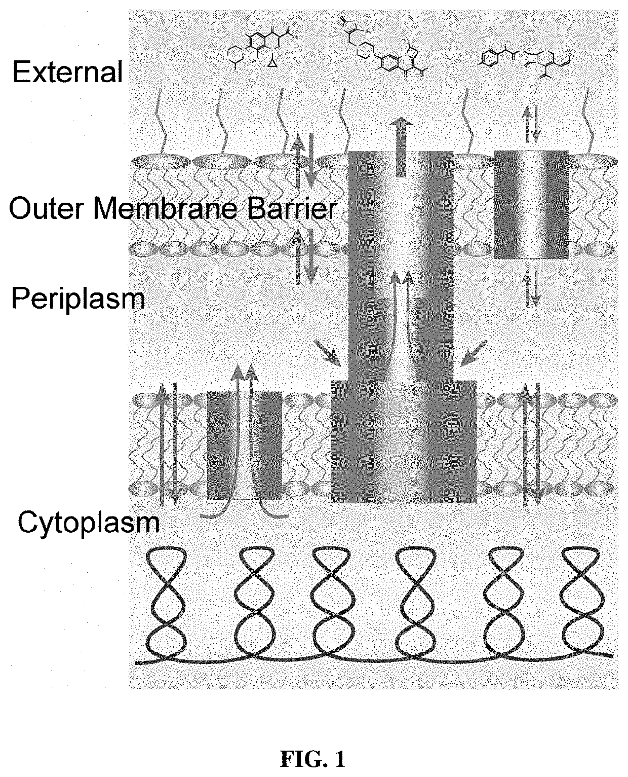 Fluorescent probes for drug permeability in gram negative bacteria