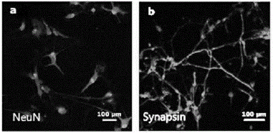 Neurons directly induced from human skin cells and preparation method for neurons