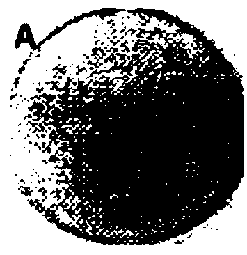 Biological agent for inducing dentin mineralization